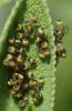 Araneus diadematus